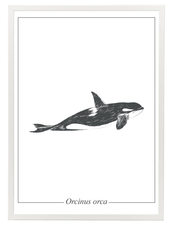 Lámina decorativa Ilustración Orca con marco blanco