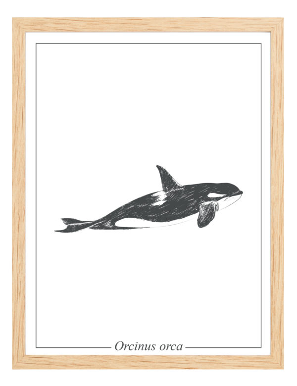 Lámina decorativa Ilustración Orca con marco madera