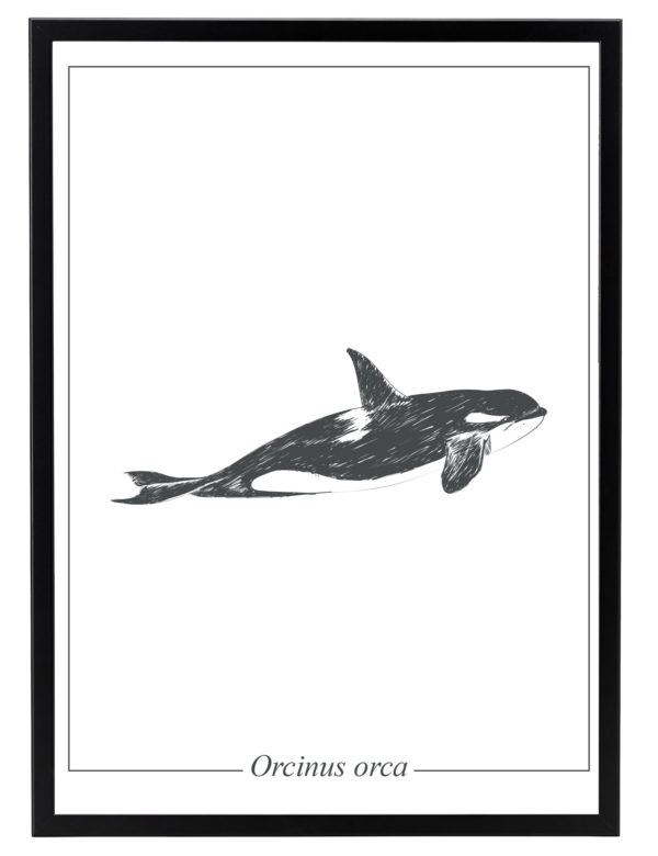 Lámina decorativa Ilustración Orca con marco negro