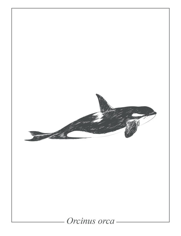 Lámina decorativa Ilustración Orca sin marco