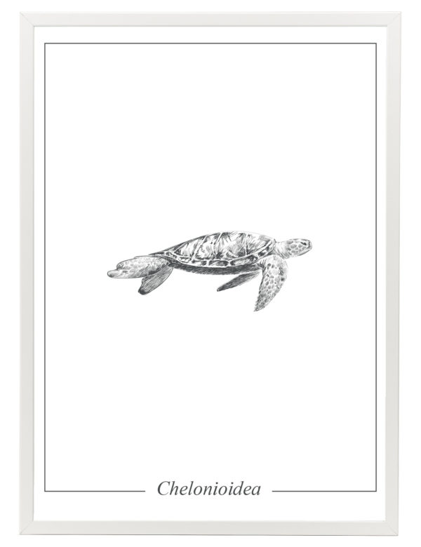 Lámina decortaiva Ilustración Tortuga con marco blanco