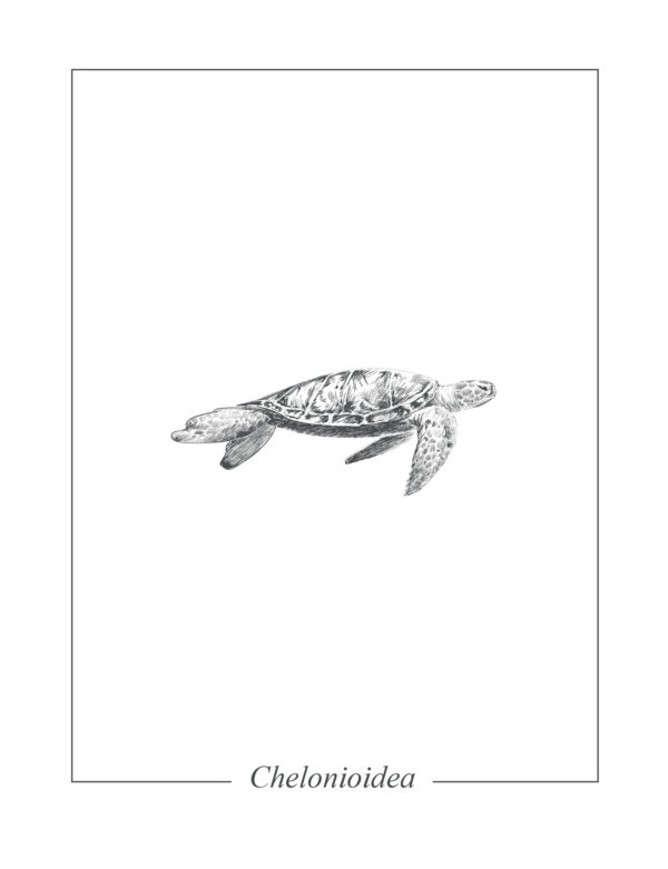 Lámina decortaiva Ilustración Tortuga sin marco
